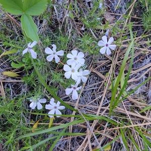 Meet your Posher, Barbi